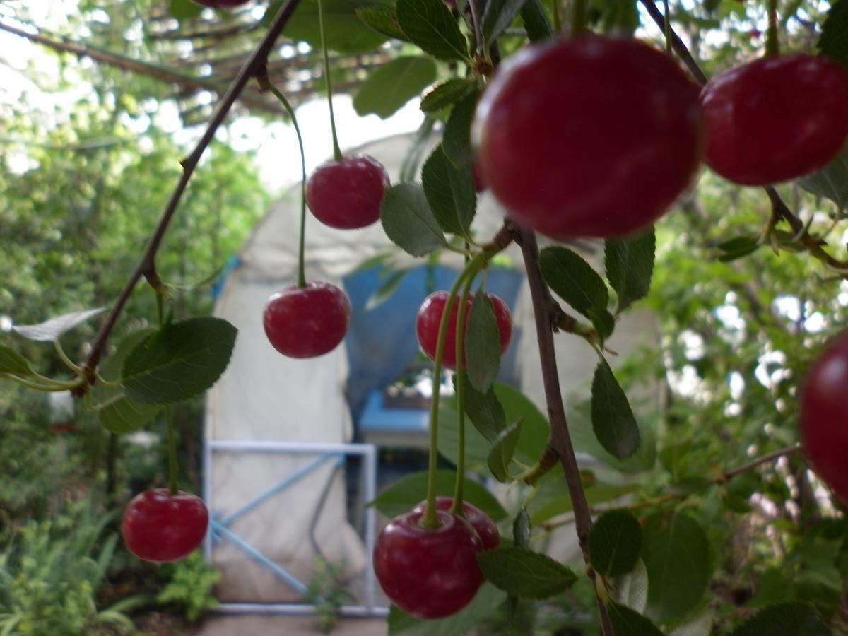 Guest House Dompolski ギュムリ エクステリア 写真
